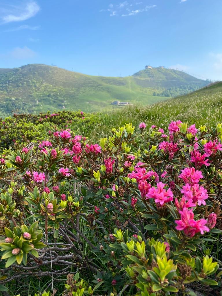 Rododendri selvatici in fiore nelle terre alte