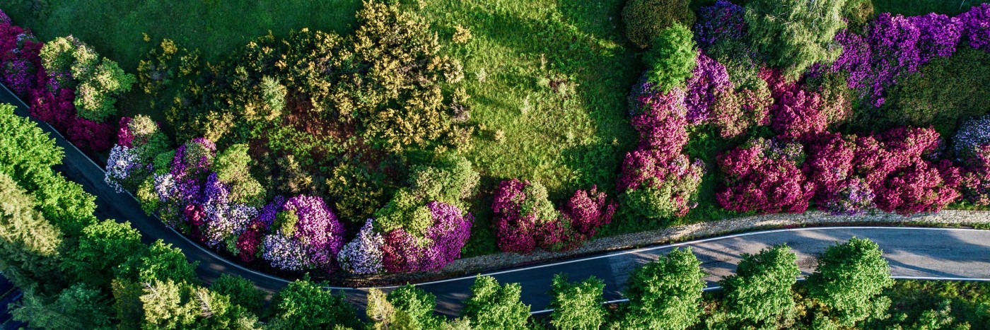 ROAMING THROUGH RHODODENDRONS