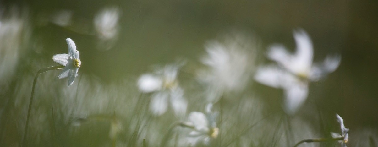 THE AWAKENING OF NATURE: SPRING NOTES FROM OASI ZEGNA