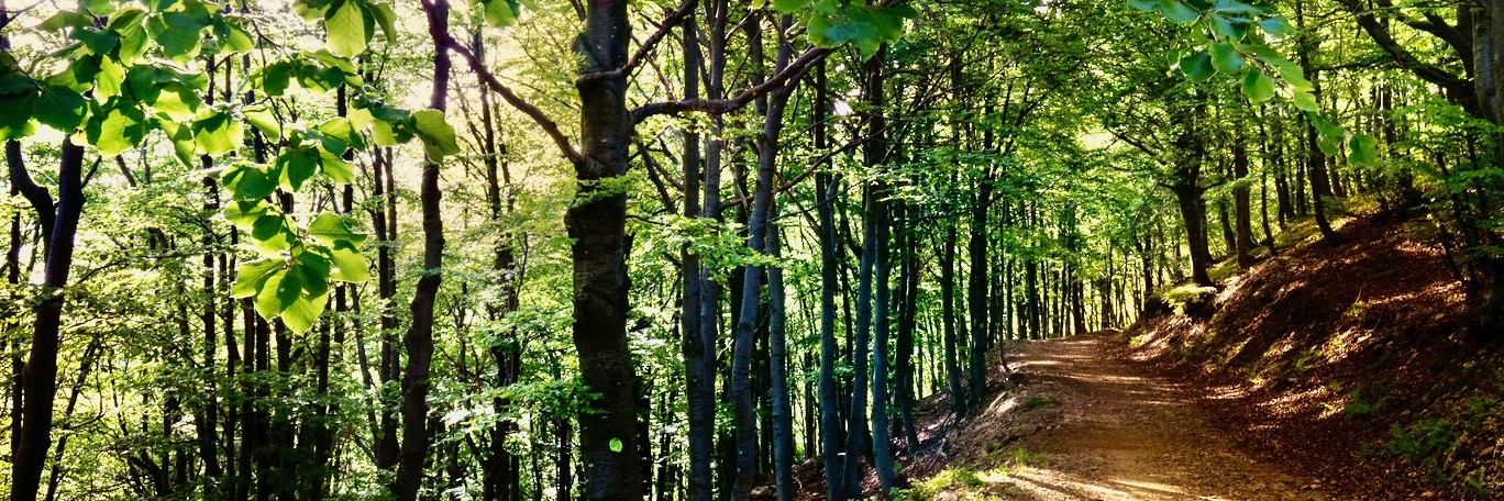 FOREST BATHING, WELLBEING AND NATURE IN OASI ZEGNA