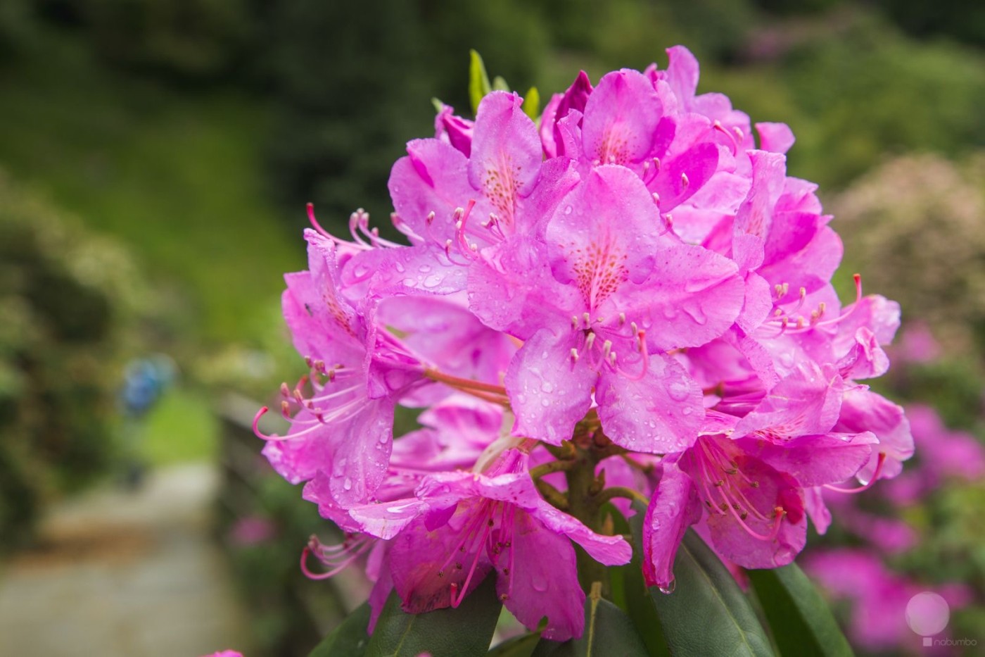 Panoramica Zegna Fioriture Rododendri