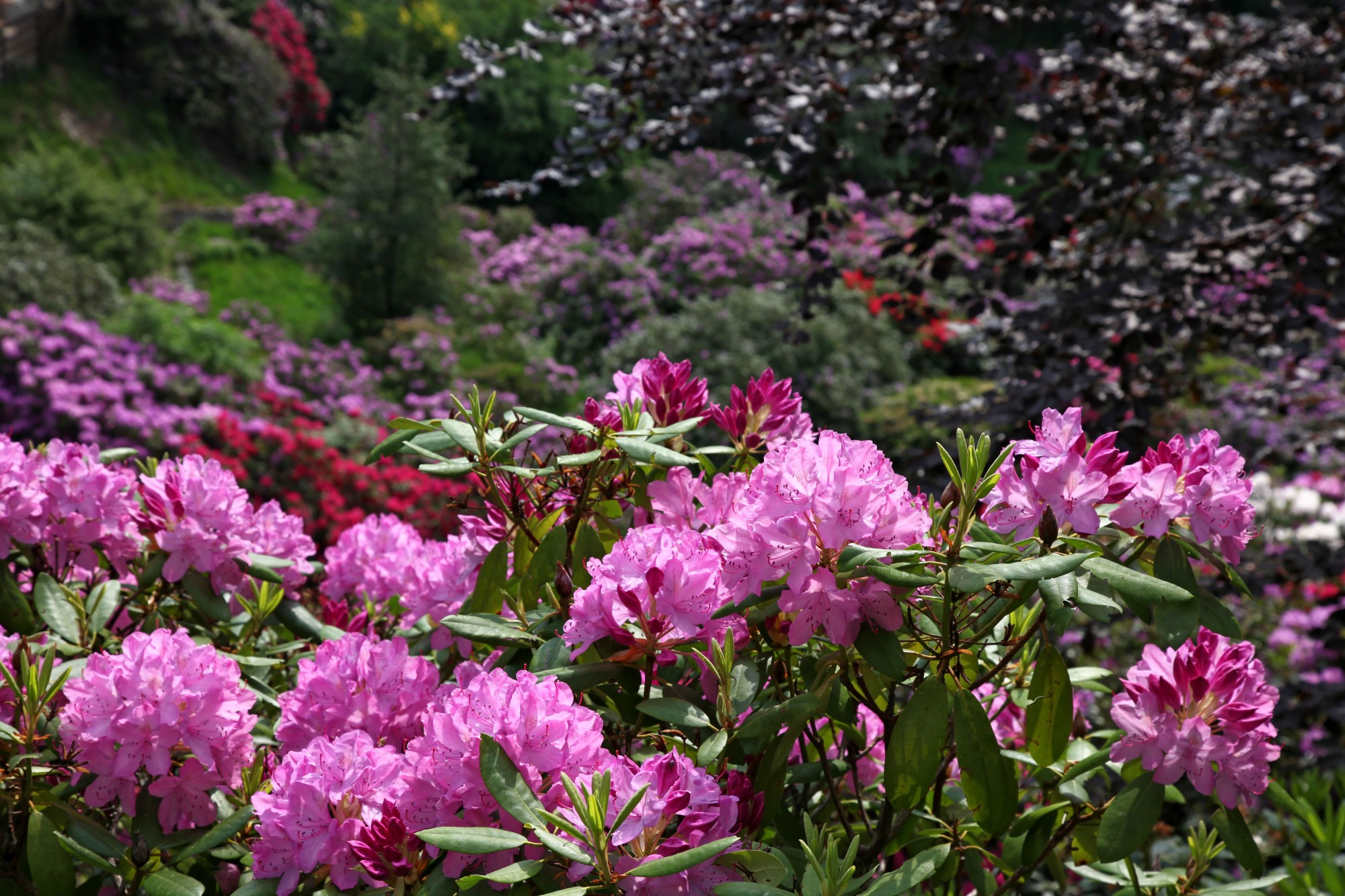 Le fioriture nella Conca dei Rododendri