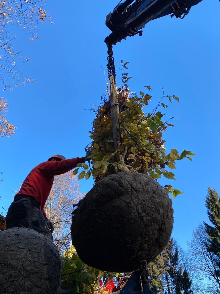 All'Oasi Zegna si piantano alberi, il racconto per immagini