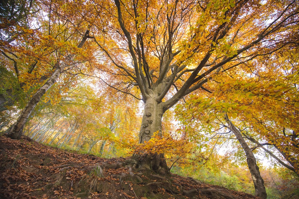 Il Bosco del Sorriso