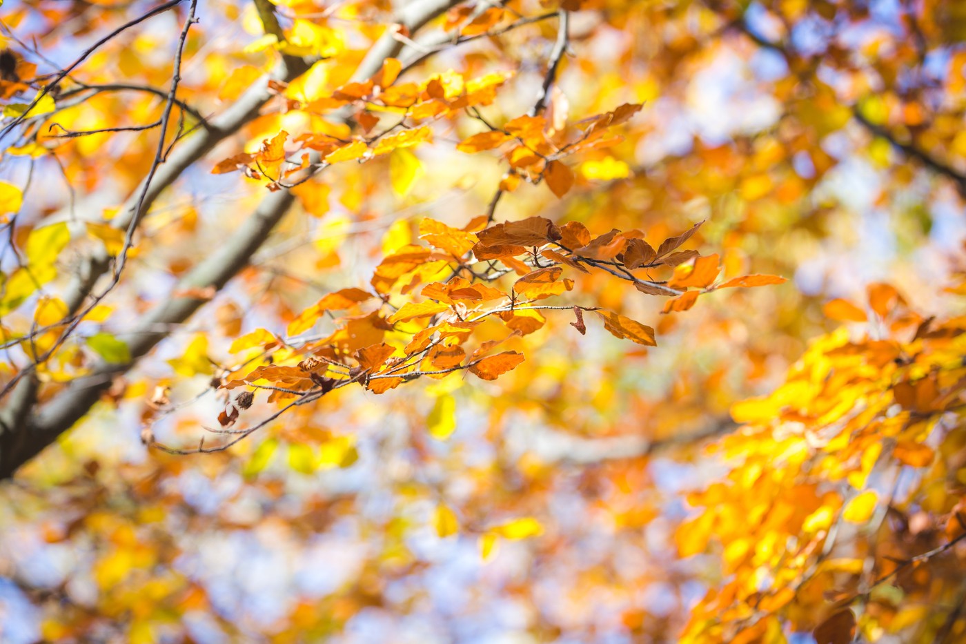 Bosco d'Autunno