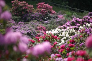 Le spettacolari fioriture dei rododendri in Oasi Zegna.