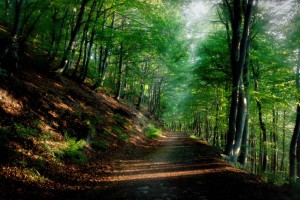 Chiudi gli occhi e respira! Pratiche di benessere in natura