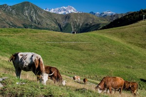 Domeniche in alpeggio: grande successo