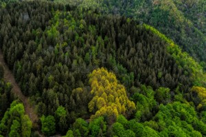 FSC® FOREST WEEK 2025