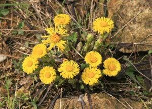 IL BOSCO DI FEBBRAIO