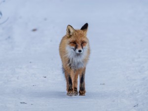 Custodire la vita che abita la montagna