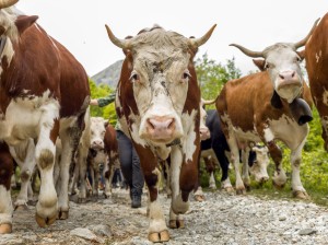 Anteprima Transumando 2026 