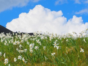 LA FIORITURA DEI NARCISI