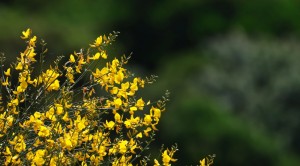 Il Bosco di Giugno