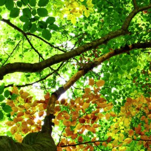 Forest Bathing