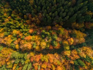 La poesia dei colori, aspettando il foliage