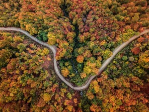 FOLIAGE in oasi zegna