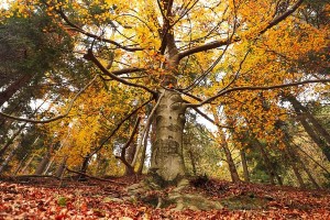 La magia dell'autunno