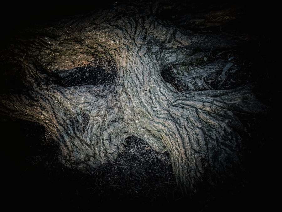 Dettaglio sulla corteccia di un faggio