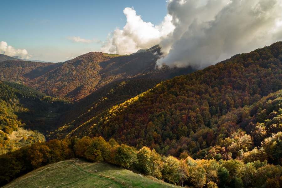 Foliage in Oasi Zegna