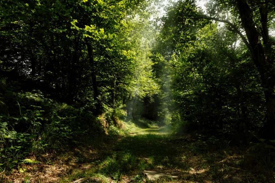 Forest Bathing Oasi Zegna