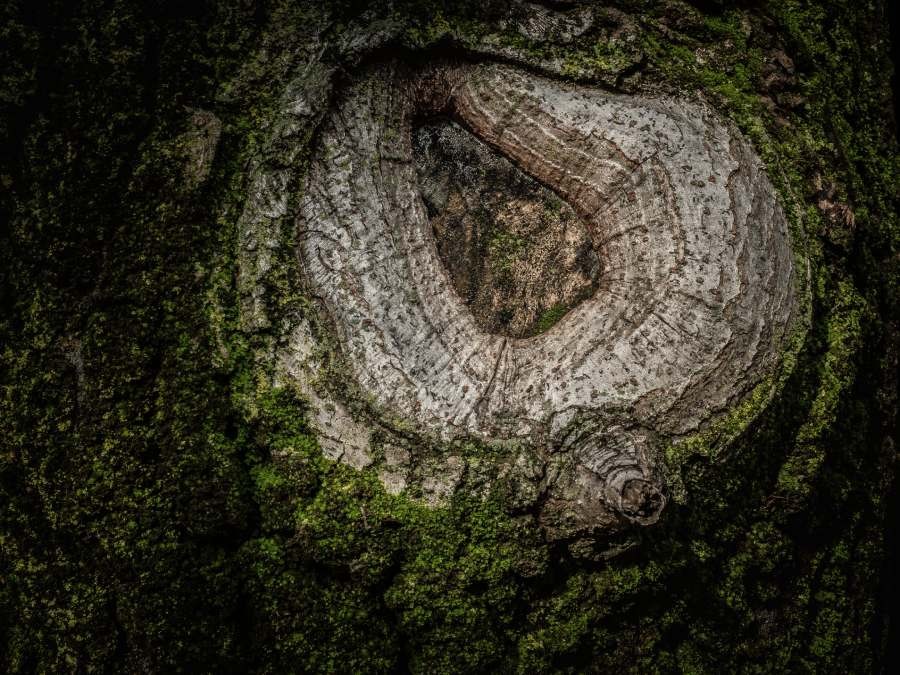 Dettaglio sulla corteccia di un faggio