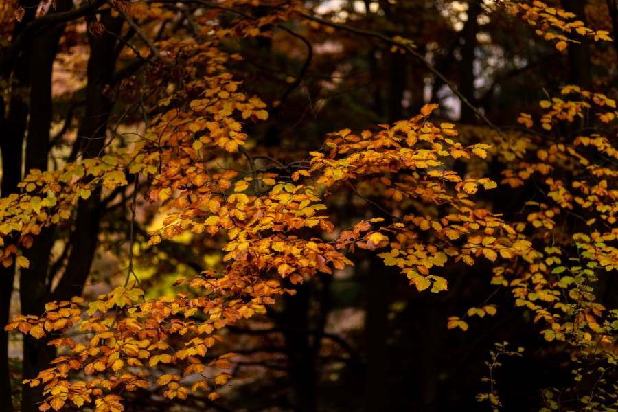 Foliage in Oasi Zegna