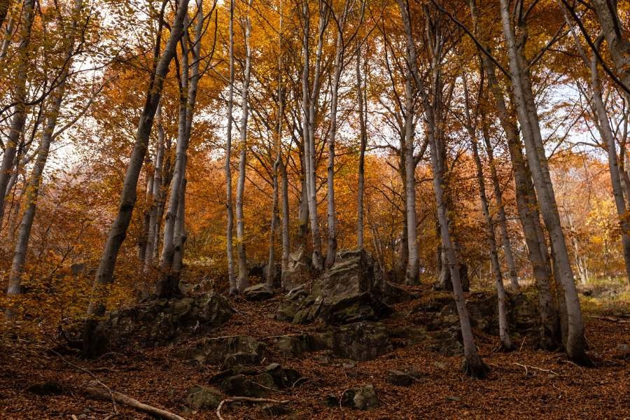 La faggeta del Bosco del Sorriso in autunno