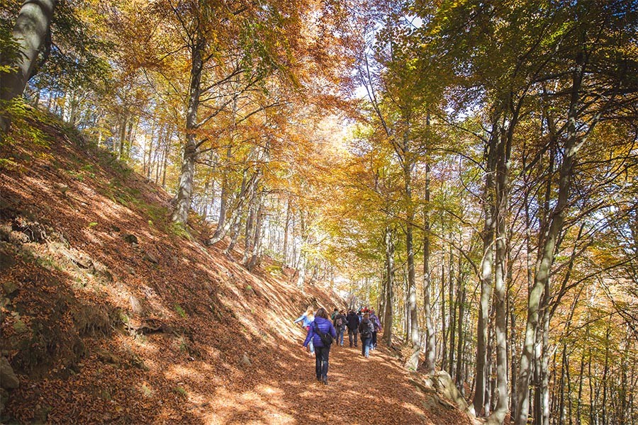 Le passeggiate nel Bosco del Sorriso