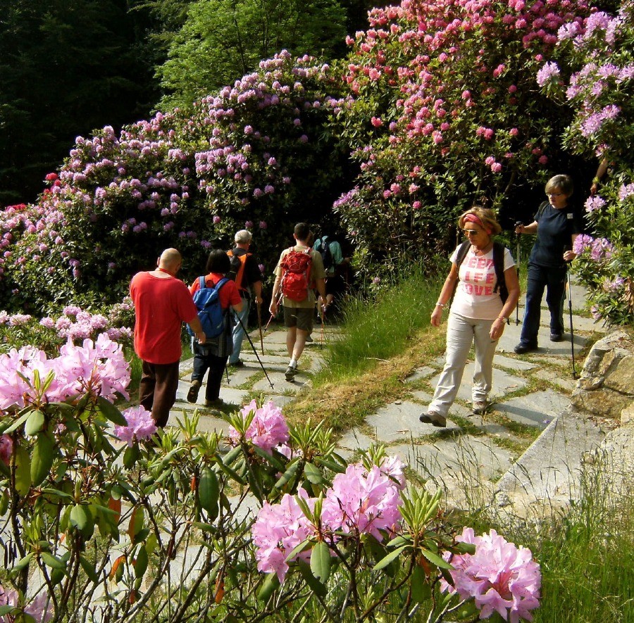 Sentiero nella Conca dei Rododendri all'Oasi Zegna