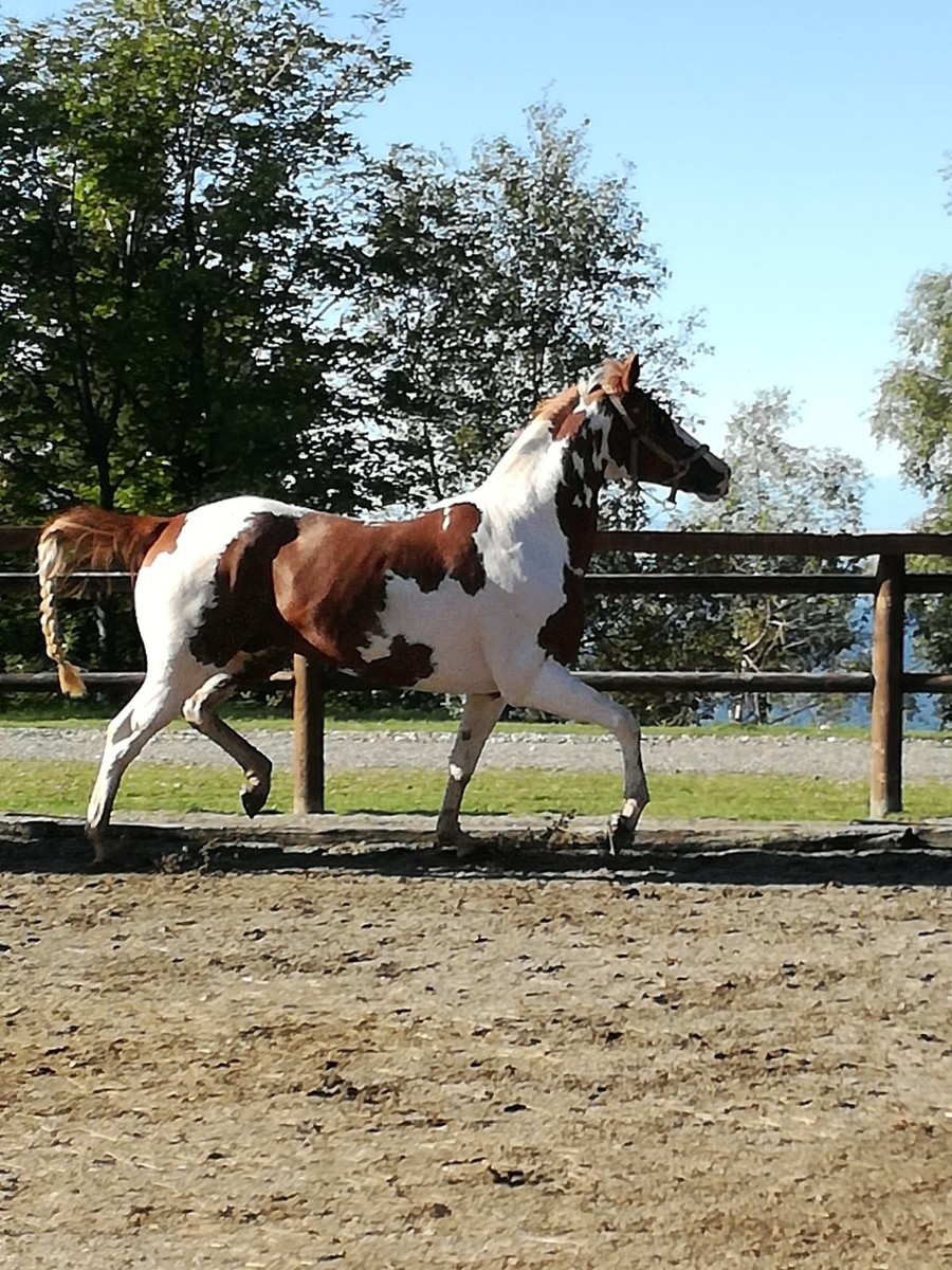 Il nuovo arrivato al Centro Equestre di Bielmonte