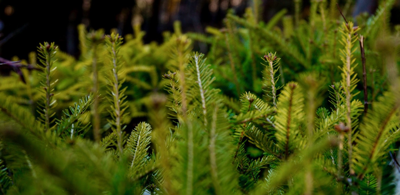 Servizi ecosistemicii